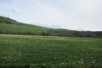 Påskliljorna växer vilt i bergen i Ardéche